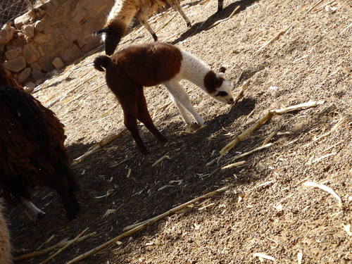 Baby Lama.